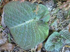 Streptocarpus polyanthus