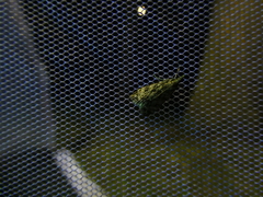 Lepidoptera