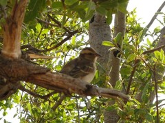 Gymnoris superciliaris