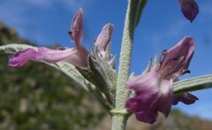 Stachys rugosa
