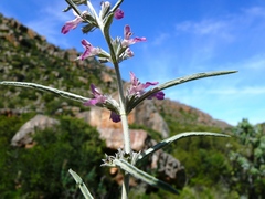 Stachys rugosa