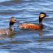 African Black-necked Grebe - Photo (c) Michael McSweeney, some rights reserved (CC BY-NC), uploaded by Michael McSweeney