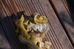 Padina pavonica