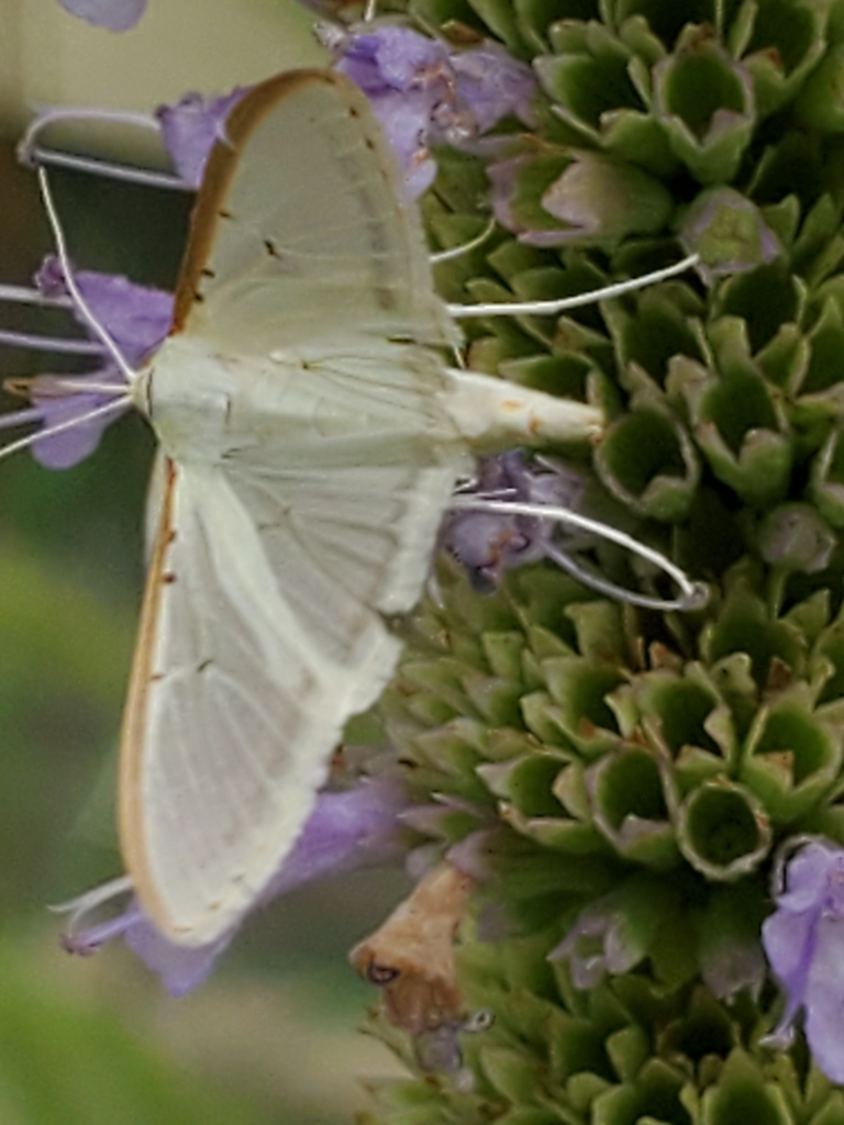 Four-spotted Palpita Moth from Highway 54 & Aggie Ave, Goodwell, OK ...