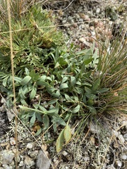 Oxytropis triphylla