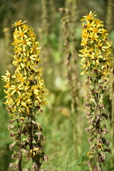 Ligularia subsagittata