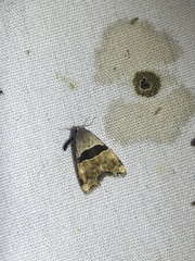Cobubatha lixiva