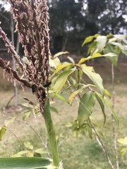 Trigona spinipes