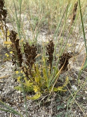 Pedicularis rubens