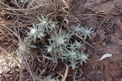 Helichrysum cerastioides