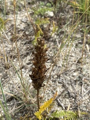 Pedicularis rubens