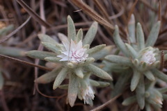 Helichrysum cerastioides