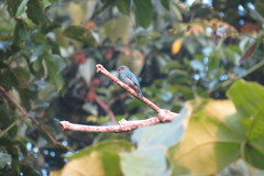Cyornis unicolor