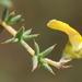 Aspalathus divaricata divaricata - Photo (c) Charles Stirton,  זכויות יוצרים חלקיות (CC BY-SA), הועלה על ידי Charles Stirton