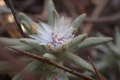Helichrysum cerastioides