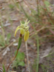 Moraea inconspicua