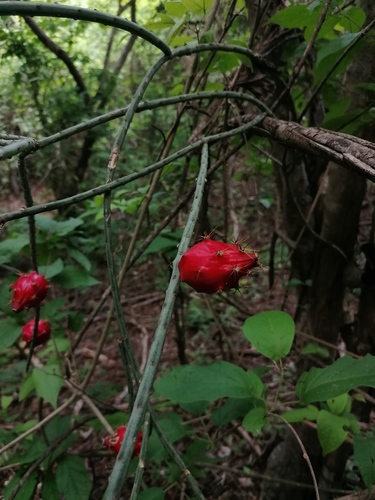 Acanthocereus fosterianus (Acanthocereus fosterianus)
