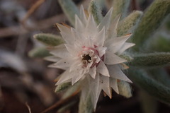 Helichrysum cerastioides