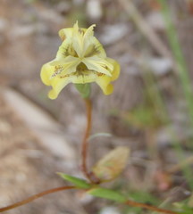 Moraea inconspicua