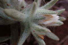 Helichrysum cerastioides