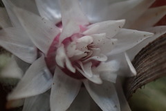 Helichrysum cerastioides