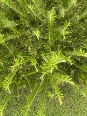 Cephalotaxus