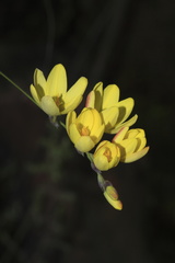 Ixia angelae