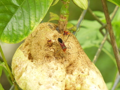 Anisoscelis hymenipherus