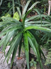 Dracaena angustifolia