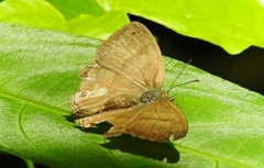 Cissia pompilia