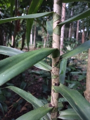 Dracaena angustifolia