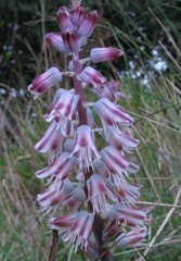 Lachenalia youngii