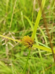 Carex bohemica