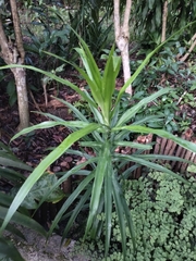 Dracaena angustifolia