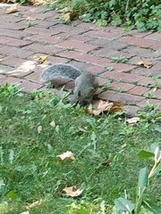 Sciurus carolinensis