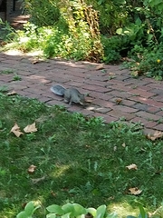 Sciurus carolinensis