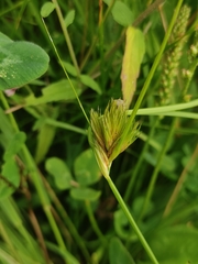 Carex bohemica