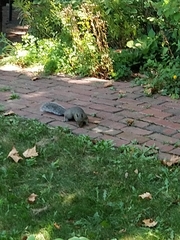 Sciurus carolinensis