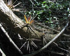 Pereskia aculeata