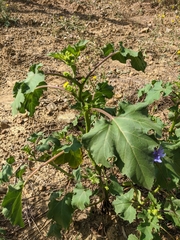 Xanthium orientale riparium