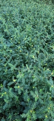 Tribulus terrestris