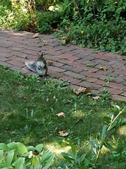 Sciurus carolinensis