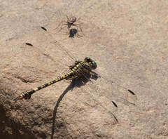 Paragomphus cognatus