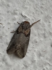 Aleptina