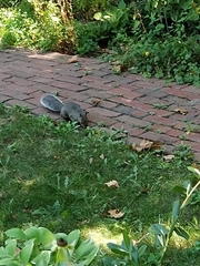 Sciurus carolinensis