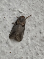Aleptina
