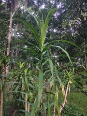 Dracaena angustifolia