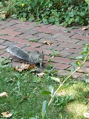 Sciurus carolinensis
