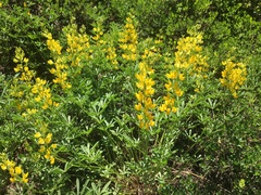 Lupinus croceus