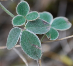 Argyrolobium lotoides